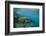 Galapagos Green Sea Turtle Underwater, Galapagos Islands, Ecuador-Pete Oxford-Framed Photographic Print