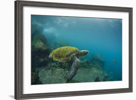 Galapagos Green Sea Turtle Underwater, Galapagos Islands, Ecuador-Pete Oxford-Framed Photographic Print