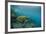 Galapagos Green Sea Turtle Underwater, Galapagos Islands, Ecuador-Pete Oxford-Framed Photographic Print