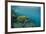 Galapagos Green Sea Turtle Underwater, Galapagos Islands, Ecuador-Pete Oxford-Framed Photographic Print