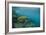 Galapagos Green Sea Turtle Underwater, Galapagos Islands, Ecuador-Pete Oxford-Framed Photographic Print