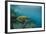 Galapagos Green Sea Turtle Underwater, Galapagos Islands, Ecuador-Pete Oxford-Framed Photographic Print