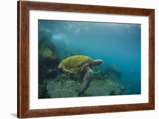 Galapagos Green Sea Turtle Underwater, Galapagos Islands, Ecuador-Pete Oxford-Framed Photographic Print