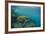 Galapagos Green Sea Turtle Underwater, Galapagos Islands, Ecuador-Pete Oxford-Framed Photographic Print