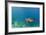 Galapagos Green Sea Turtle Underwater, Galapagos Islands, Ecuador-Pete Oxford-Framed Photographic Print