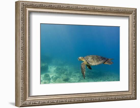 Galapagos Green Sea Turtle Underwater, Galapagos Islands, Ecuador-Pete Oxford-Framed Photographic Print