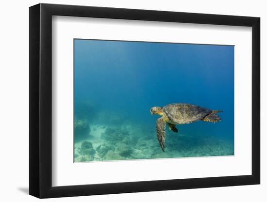 Galapagos Green Sea Turtle Underwater, Galapagos Islands, Ecuador-Pete Oxford-Framed Photographic Print