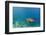 Galapagos Green Sea Turtle Underwater, Galapagos Islands, Ecuador-Pete Oxford-Framed Photographic Print