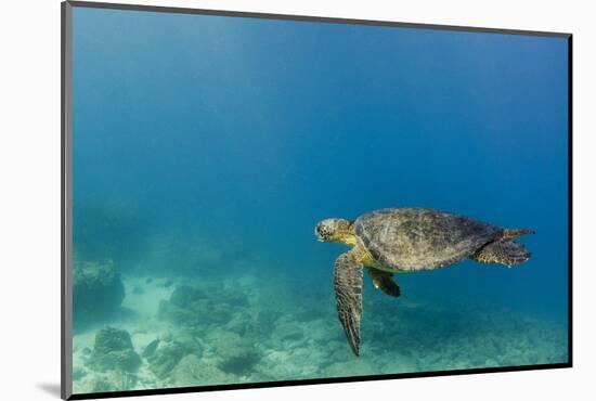 Galapagos Green Sea Turtle Underwater, Galapagos Islands, Ecuador-Pete Oxford-Mounted Photographic Print