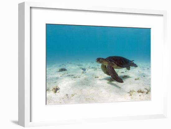 Galapagos Green Sea Turtle Underwater, Galapagos Islands, Ecuador-Pete Oxford-Framed Photographic Print