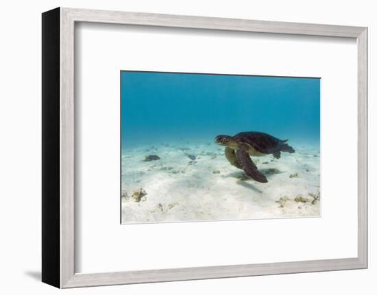 Galapagos Green Sea Turtle Underwater, Galapagos Islands, Ecuador-Pete Oxford-Framed Photographic Print