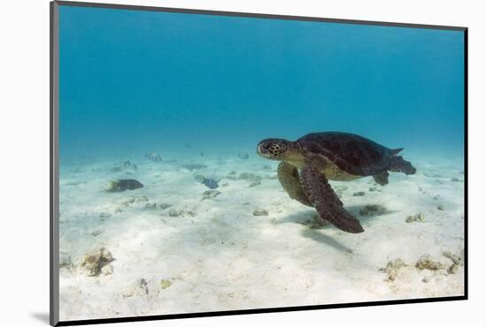 Galapagos Green Sea Turtle Underwater, Galapagos Islands, Ecuador-Pete Oxford-Mounted Photographic Print