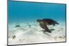 Galapagos Green Sea Turtle Underwater, Galapagos Islands, Ecuador-Pete Oxford-Mounted Photographic Print