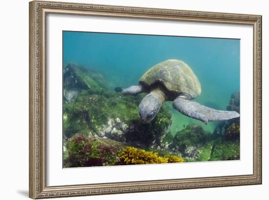 Galapagos Green Sea Turtle Underwater, Galapagos Islands, Ecuador-Pete Oxford-Framed Photographic Print