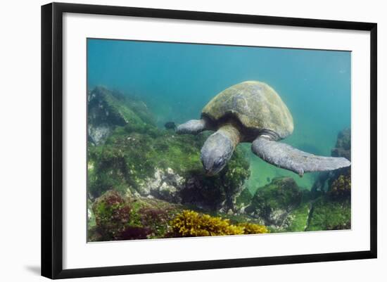 Galapagos Green Sea Turtle Underwater, Galapagos Islands, Ecuador-Pete Oxford-Framed Photographic Print