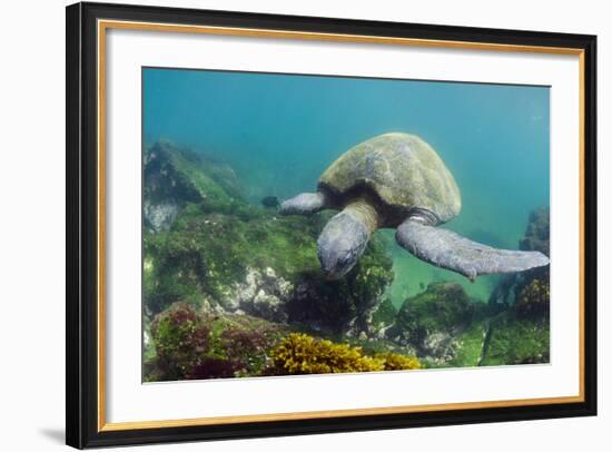 Galapagos Green Sea Turtle Underwater, Galapagos Islands, Ecuador-Pete Oxford-Framed Photographic Print