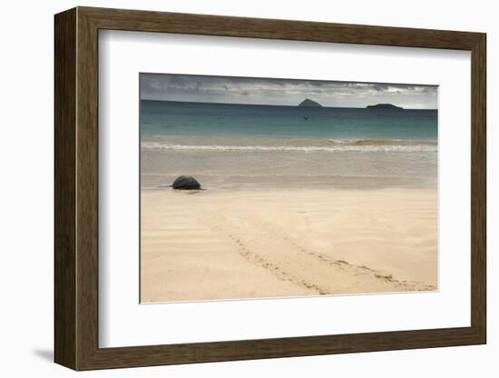 Galapagos Green Turtle Nesting. Floreana Island, Galapagos, Ecuador-Pete Oxford-Framed Photographic Print