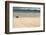 Galapagos Green Turtle Nesting. Floreana Island, Galapagos, Ecuador-Pete Oxford-Framed Photographic Print