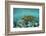 Galapagos green turtle swimming, Galapagos-Nick Hawkins-Framed Photographic Print