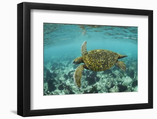 Galapagos green turtle swimming, Galapagos-Nick Hawkins-Framed Photographic Print