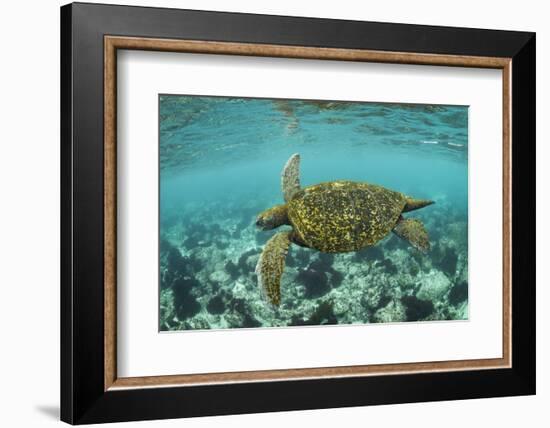 Galapagos green turtle swimming, Galapagos-Nick Hawkins-Framed Photographic Print