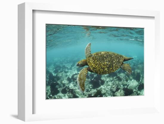 Galapagos green turtle swimming, Galapagos-Nick Hawkins-Framed Photographic Print