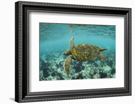 Galapagos green turtle swimming, Galapagos-Nick Hawkins-Framed Photographic Print