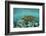 Galapagos green turtle swimming, Galapagos-Nick Hawkins-Framed Photographic Print