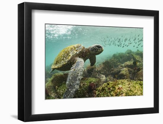 Galapagos green turtle swimming, San Cristobal, Galapagos-Nick Hawkins-Framed Photographic Print