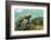 Galapagos green turtle swimming, San Cristobal, Galapagos-Nick Hawkins-Framed Photographic Print