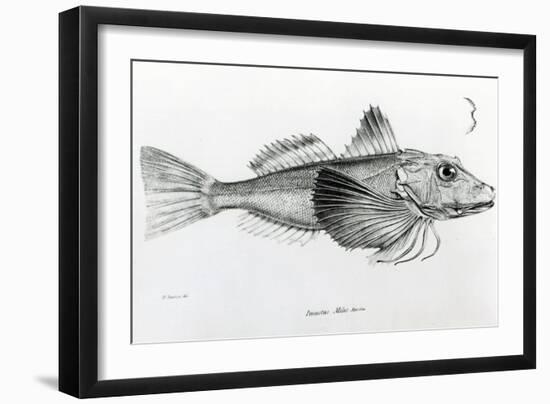 Galapagos Gurnard, plate 6 from 'The Zoology of Voyage of H.M.S Beagle, 1832-36' by Charles Darwin-null-Framed Giclee Print