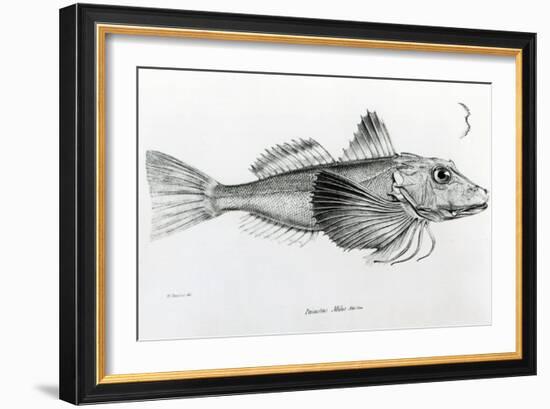 Galapagos Gurnard, plate 6 from 'The Zoology of Voyage of H.M.S Beagle, 1832-36' by Charles Darwin-null-Framed Giclee Print