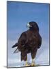 Galapagos Hawk, Espanola/Hood Is, Galapagos Islands, Ecuador-Pete Oxford-Mounted Photographic Print