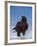 Galapagos Hawk, Espanola/Hood Is, Galapagos Islands, Ecuador-Pete Oxford-Framed Photographic Print