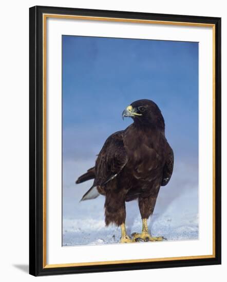 Galapagos Hawk, Espanola/Hood Is, Galapagos Islands, Ecuador-Pete Oxford-Framed Photographic Print