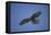 Galapagos Hawk Hovering-DLILLC-Framed Premier Image Canvas