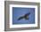 Galapagos Hawk Hovering-DLILLC-Framed Photographic Print