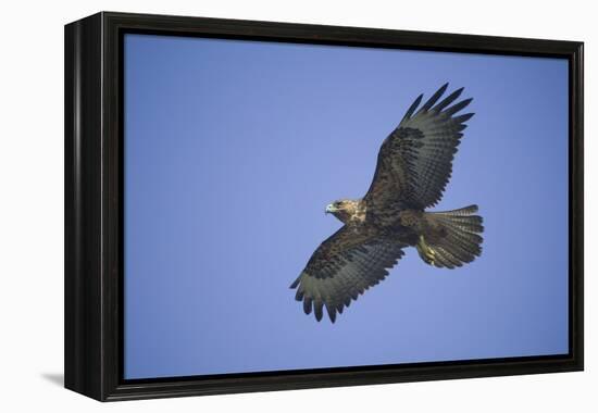 Galapagos Hawk in Flight-DLILLC-Framed Premier Image Canvas