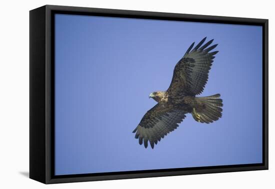 Galapagos Hawk in Flight-DLILLC-Framed Premier Image Canvas