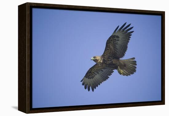 Galapagos Hawk in Flight-DLILLC-Framed Premier Image Canvas