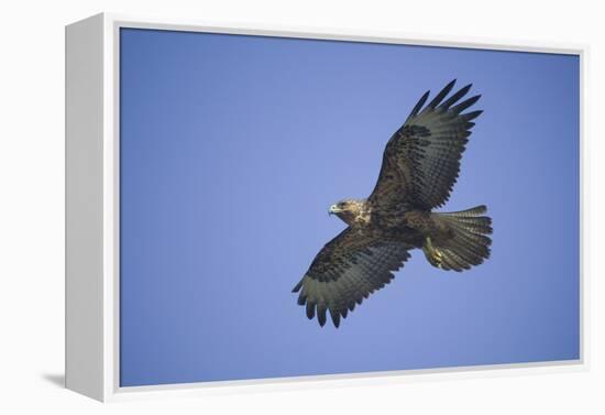 Galapagos Hawk in Flight-DLILLC-Framed Premier Image Canvas