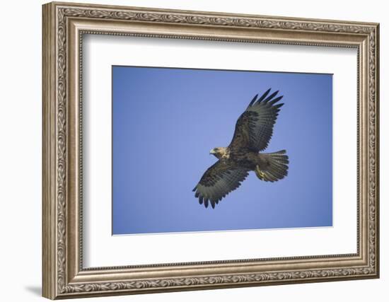 Galapagos Hawk in Flight-DLILLC-Framed Photographic Print