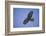 Galapagos Hawk in Flight-DLILLC-Framed Photographic Print