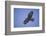 Galapagos Hawk in Flight-DLILLC-Framed Photographic Print