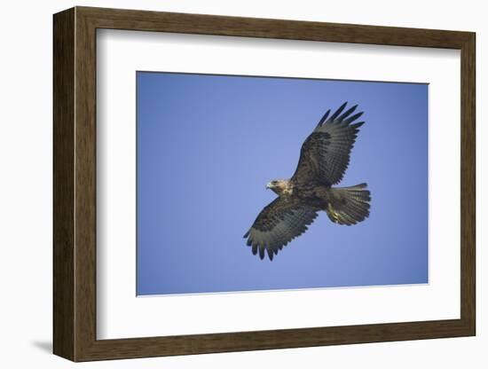 Galapagos Hawk in Flight-DLILLC-Framed Photographic Print