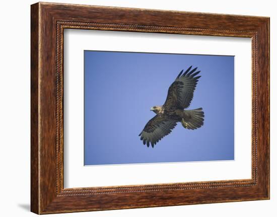 Galapagos Hawk in Flight-DLILLC-Framed Photographic Print