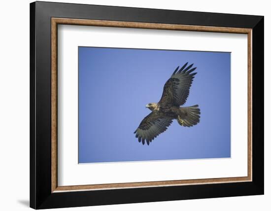 Galapagos Hawk in Flight-DLILLC-Framed Photographic Print