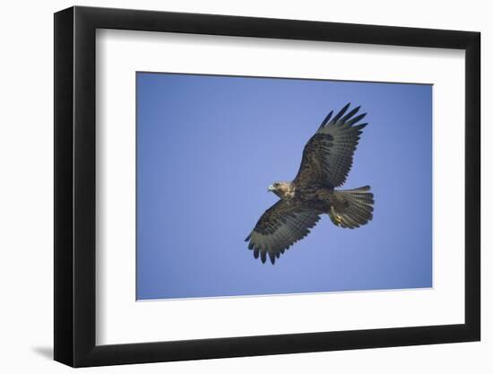 Galapagos Hawk in Flight-DLILLC-Framed Photographic Print