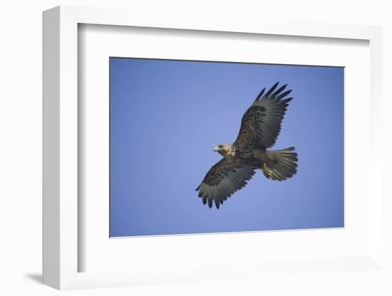 Galapagos Hawk in Flight-DLILLC-Framed Photographic Print