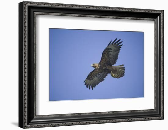 Galapagos Hawk in Flight-DLILLC-Framed Photographic Print